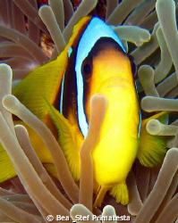 Clown fish (Amphiprion bicinctus) by Bea & Stef Primatesta 